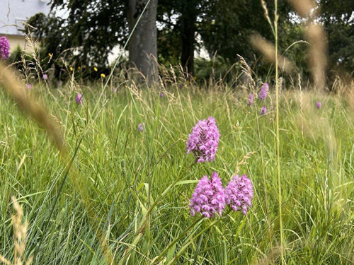 Purple common orchids peaking through in green long grass.