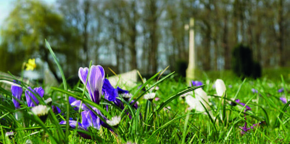 Purple, white and yellow wildflowers amidst thick green long grass. A CWGC Cross of Sacrifice is visible in the background but out of focus.