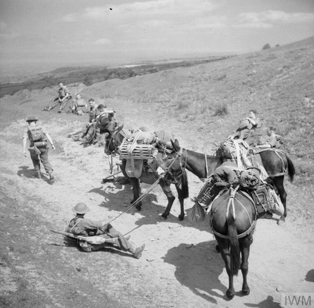 British Army mule handlers on exercise in the Welsh Mountains. The men are in military uniform while their mules are laden with gear and equipment.