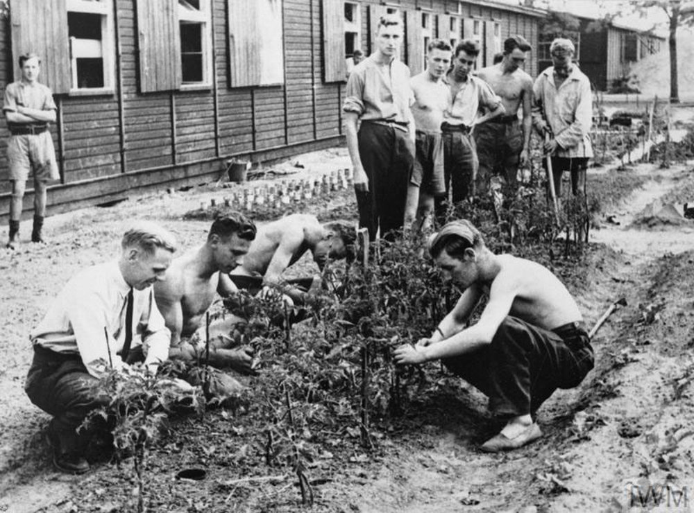 A group of Allied Prisoners of War tending to a small vegetable patch in a German POW camp circa WW2. The patch has been dug into rough ground flanked by two shallow trenches. A row of low wooden huts is visible in the background.