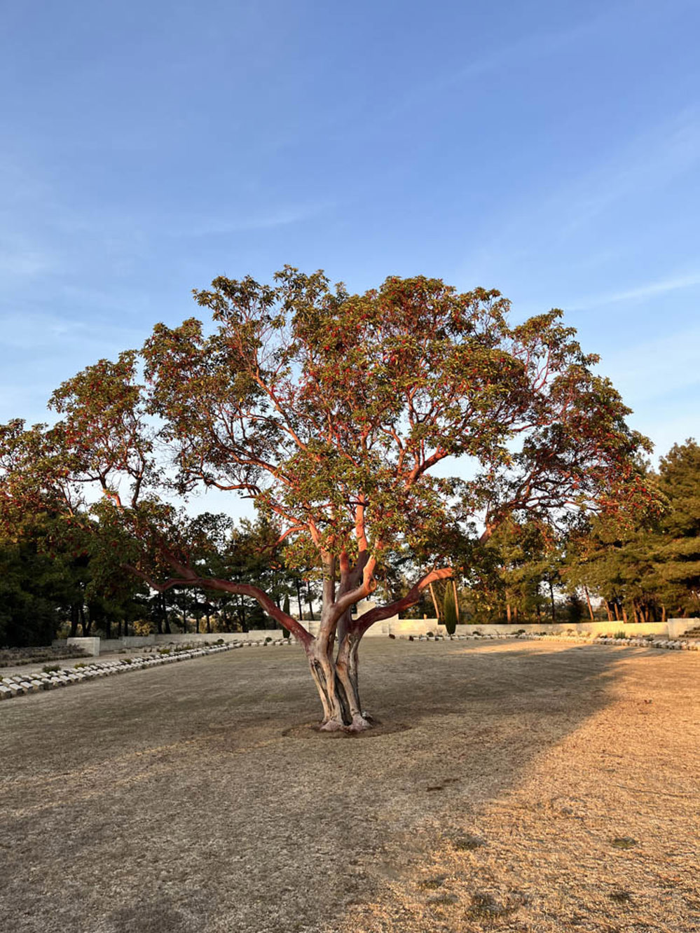 A red leafed eucalyptus tree.
